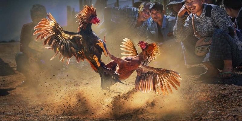 TOP BÍ KÍP ĐÁ GÀ CỰA SẮT GIÚP BẠN THẮNG ĐẬM MỖI NGÀY 3 Quy luật chơi trong đá gà cựa sắt